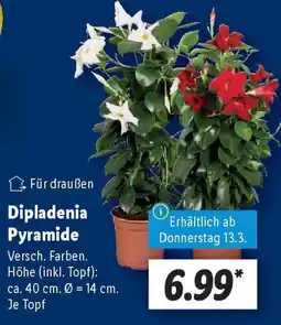 Lidl Dipladenia Pyramide Angebot