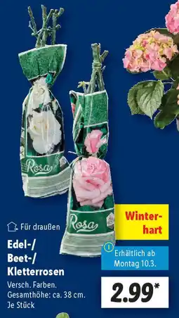 Lidl Edel-/ Beet-/ Kletterrosen Angebot