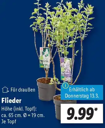 Lidl Flieder Angebot