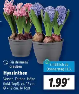 Lidl Hyazinthen Angebot