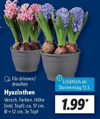 Lidl Hyazinthen Angebot