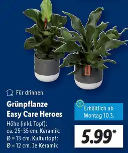 Lidl Grünpflanze Easy Care Heroes Angebot