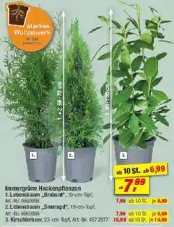 toom Baumarkt Immergrüne Heckenpflanzen Angebot