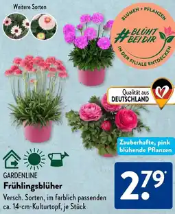 Aldi Süd GARDENLINE Frühlingsblüher Angebot