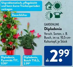 Aldi Süd GARDENLINE Dipladenia Angebot