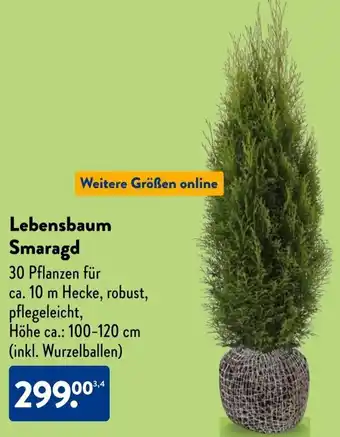 Aldi Süd Lebensbaum Smaragd Angebot