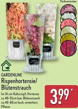 Aldi Nord GARDENLINE Rispenhortensie/ Blütenstrauch Angebot