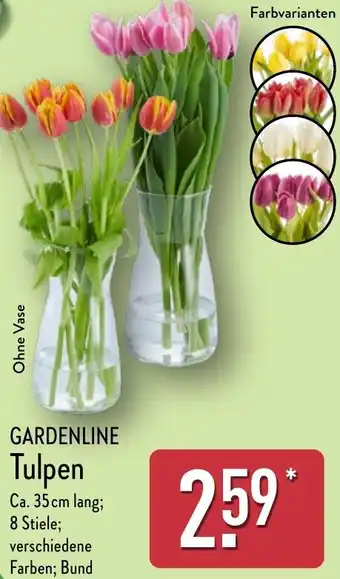 Aldi Nord GARDENLINE Tulpen Angebot