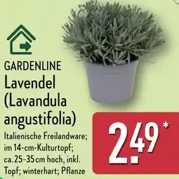 Aldi Nord GARDENLINE Lavendel (Lavandula angustifolia) Angebot