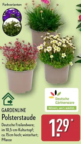 Aldi Nord GARDENLINE Polsterstaude Angebot