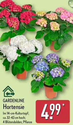 Aldi Nord GARDENLINE Hortensie Angebot