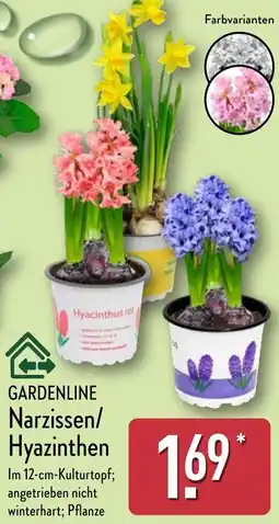 Aldi Nord GARDENLINE Narzissen/Hyazinthen Angebot