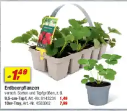 toom Baumarkt Erdbeerpflanzen Angebot