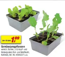 toom Baumarkt Gemusejungpflanzen Angebot