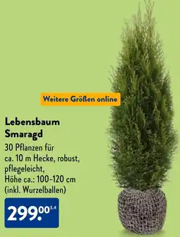 Aldi Nord Lebensbaum Smaragd Angebot