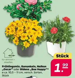 NETTO Frühlingsmix, Ranunkeln, Nelken ,,Oscar" oder Bidens ,,Bee Happy" Angebot