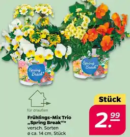 NETTO Frühlings-Mix Trio ,,Spring Break" Angebot