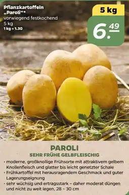 NETTO Pflanzkartoffeln „Paroli" Angebot