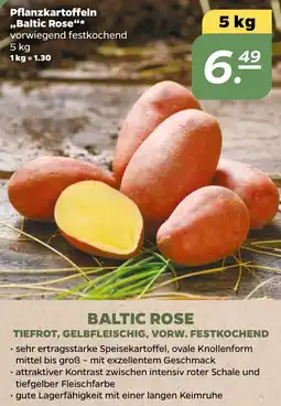 NETTO Pflanzkartoffeln ,,Baltic Rose" Angebot