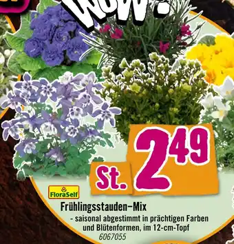 Hornbach Frühlingsstauden-mix Angebot