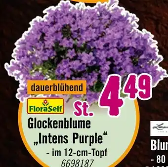 Hornbach Floraself glockenblume intens purple Angebot