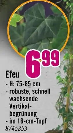 Hornbach Efeu Angebot