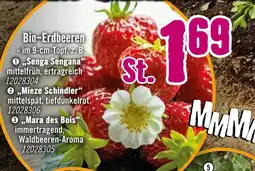 Hornbach Bio-erdbeeren Angebot