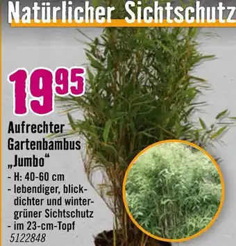 Hornbach Aufrechter gartenbambus „jumbo“ Angebot