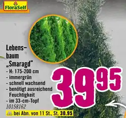 Hornbach Lebensbaum „smaragd“ Angebot