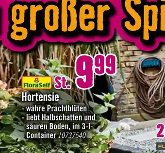 Hornbach Hortensie Angebot