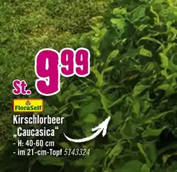 Hornbach Floraself kirschlorbeer „caucasica“ Angebot