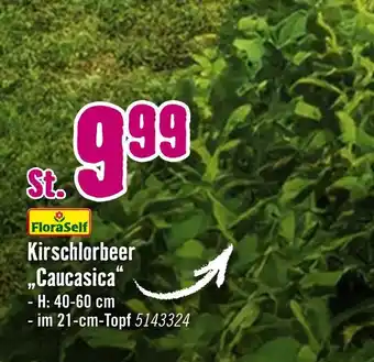 Hornbach Floraself kirschlorbeer „caucasica“ Angebot