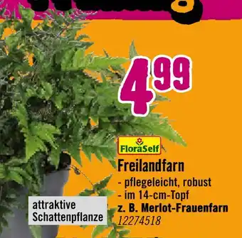 Hornbach Floraself freilandfarn Angebot