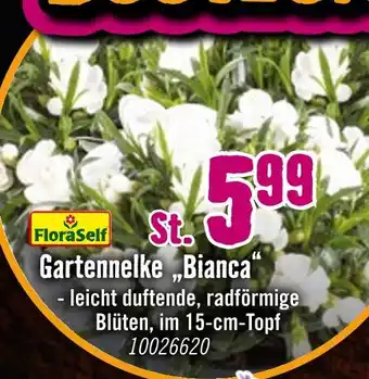 Hornbach Gartennelke „bianca“ Angebot