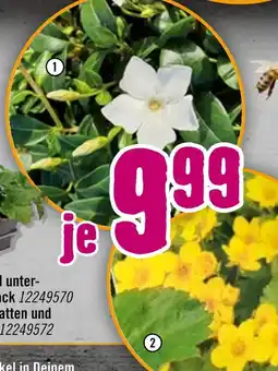 Hornbach Weißes immergrün Angebot