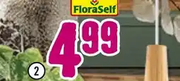 Hornbach Floraself gefleckte efeutute Angebot