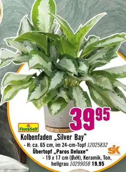 Hornbach Floraself kolbenfaden „silver bay“ oder übertopf „paros deluxe“ Angebot