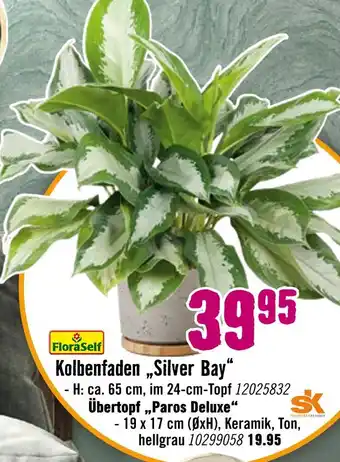 Hornbach Floraself kolbenfaden „silver bay“ oder übertopf „paros deluxe“ Angebot