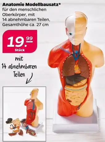 NETTO Anatomie Modellbausatz Angebot