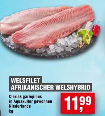 Handelshof WELSFILET AFRIKANISCHER WELSHYBRID Angebot