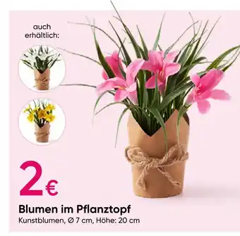 PEPCO Blumen im pflanztopf Angebot