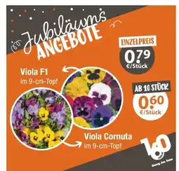 V Markt Viola f1 Angebot