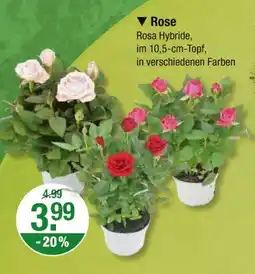 V Markt Rosa hybride rose Angebot