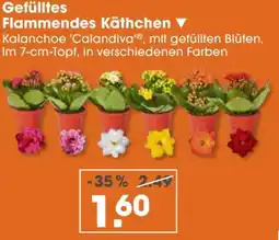 V Markt Kalanchoe 'calandiva' gefülltes flammendes käthchen Angebot