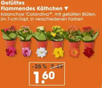 V Markt Kalanchoe 'calandiva' gefülltes flammendes käthchen Angebot