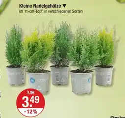 V Markt Kleine nadelgehölze Angebot