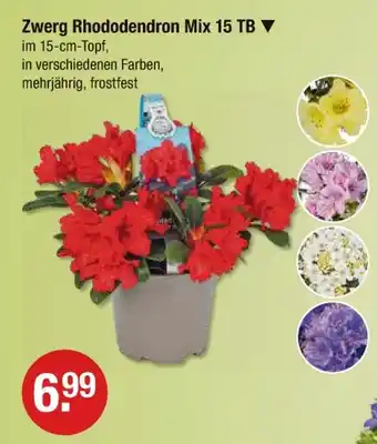 V Markt Zwerg rhododendron mix 15 tb Angebot