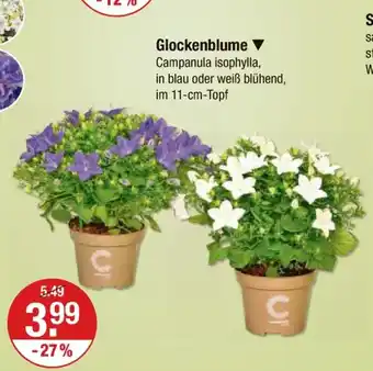 V Markt Glockenblume Angebot