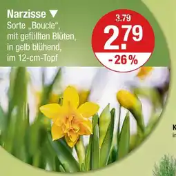 V Markt Narzisse Angebot