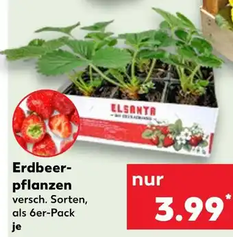 Kaufland Elsanta erdbeerpflanzen Angebot